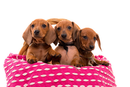 Studio shot of a group of beautiful teckel puppies, isolated over white backgroundの写真素材