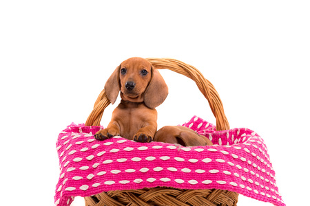 Studio shot of a beautiful teckel puppy, isolated over white backgroundの写真素材