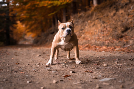 American Bully Female standing on the garden in autumnの写真素材