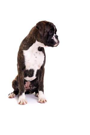 A young and beautiful boxer puppy, isolated over white backgroundの写真素材