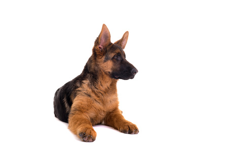 Studio Shot of a German Shepherd Dog puppy posing isolated over white backgroundの写真素材