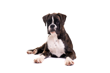 A young and beautiful boxer puppy, isolated over white backgroundの写真素材