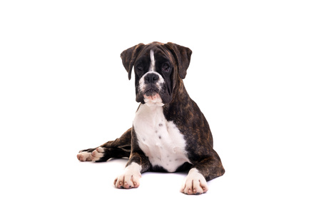 A young and beautiful boxer puppy, isolated over white backgroundの写真素材