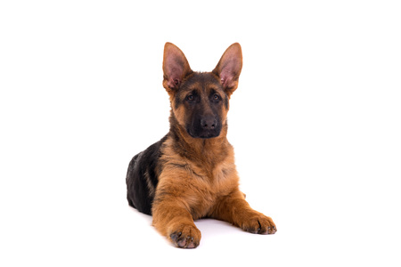 Studio Shot of a German Shepherd Dog puppy posing isolated over white backgroundの写真素材