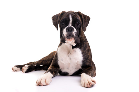A young and beautiful boxer puppy, isolated over white backgroundの写真素材