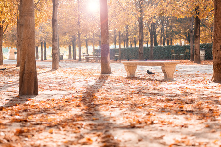 Autumn in Paris. Garden Tuileries. Scenic view of the autumn park with fallen leavesの写真素材