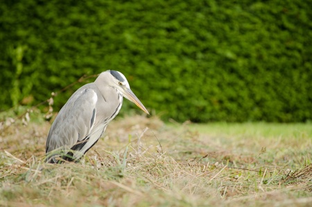 Herron looking at grassの写真素材
