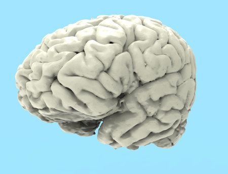 3D rendering of a human brain isolated in studio background.