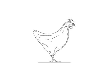 Vector line illustration of the side view of a chicken rooster hen isolated in white backgroundのイラスト素材