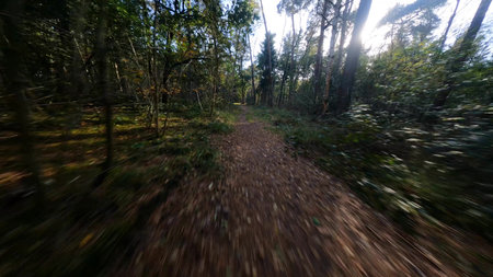 Forrest flying through fpv trees plants and green, old forrest aerial. foliage and green in autumn.