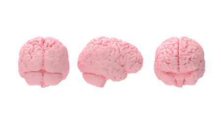 3D rendering of human brain front side back view isolated. Multiple view of the human anatomy. Computer generated model.の写真素材