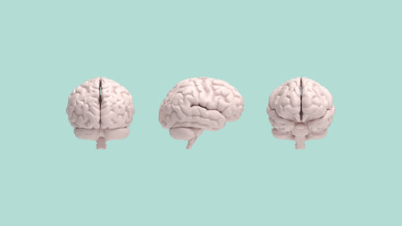 3D rendering. The front side of the human brain is responsible for movement and sensation, while the back is responsible for vision and processing visual information.の写真素材