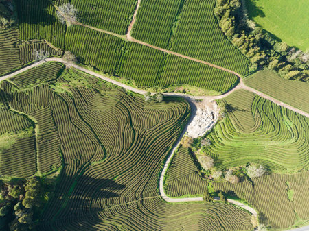 Sao Miguel, Azores, European tea plantation, drinks and food, Agriculture. Aerial view.