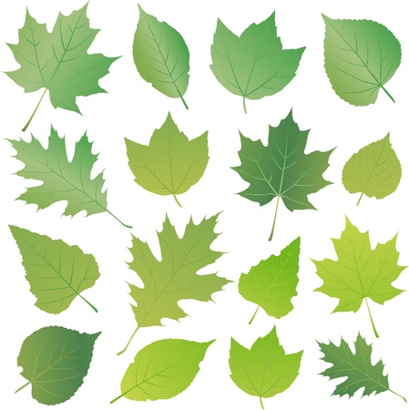 green leafのイラスト素材