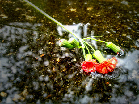 Small red flower fallen on water with sky reflectedの写真素材