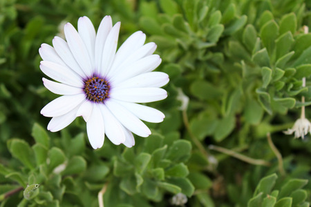 flowerの写真素材