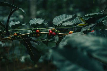 Coffee cerry beans from java indonesiaの写真素材