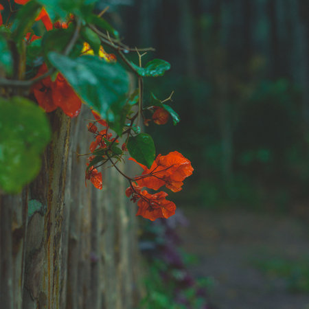 Bougainvillea flowers on a wooden fence in the parkの写真素材