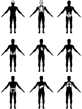 isolated human body with organs on white backgroundのイラスト素材