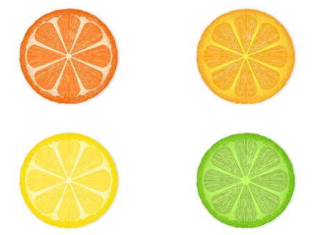 isolated four citrus fruit slices on white backgroundのイラスト素材