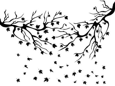 Black maples falling on white backgroundのイラスト素材