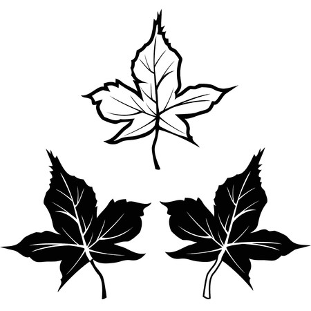 Isolated black maple leaf shape outline contour icons from white backgroundのイラスト素材
