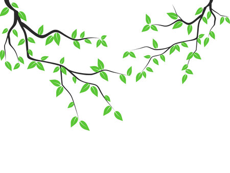 isolated green leaves tree branch from white backgroundのイラスト素材