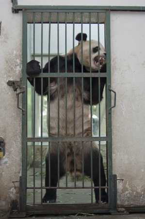 Pandaの写真素材