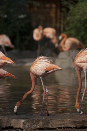 Flamingos at the Wuhan Zooのeditorial素材