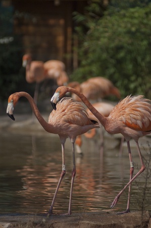 Greater flamingoのeditorial素材