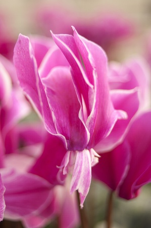 Phalaenopsisの写真素材