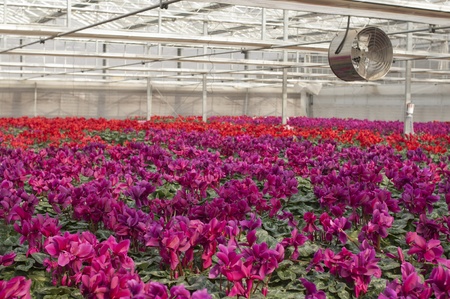 Phalaenopsisのeditorial素材