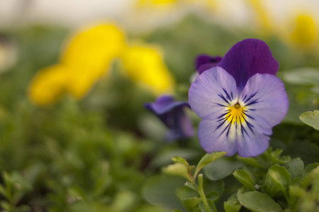 Viola tricolorの写真素材