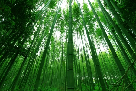 Straight bambooの写真素材