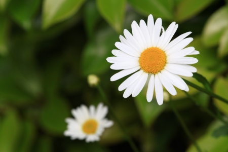 White chamomileの写真素材