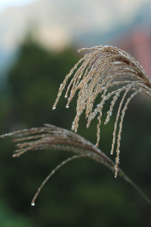 Dew on the grassの写真素材