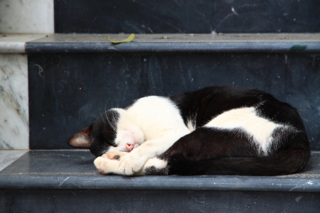 Sleeping catの写真素材