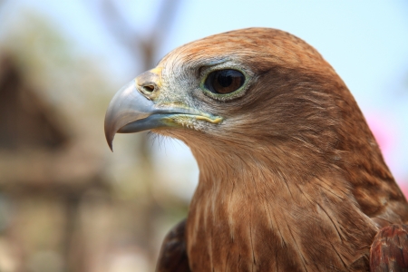 Eagle s eyeの写真素材