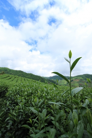 Baby tea leavesの写真素材