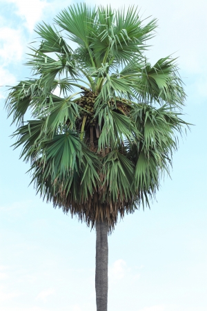 Lonely high palm tree in the parkの写真素材