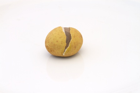 A langon isolated on white backgroundの写真素材