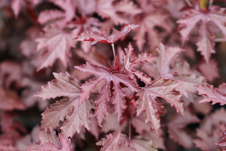 Red leaves in the garden