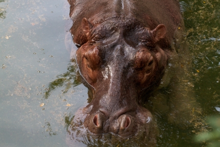 Hippopotamus head in the waterの写真素材