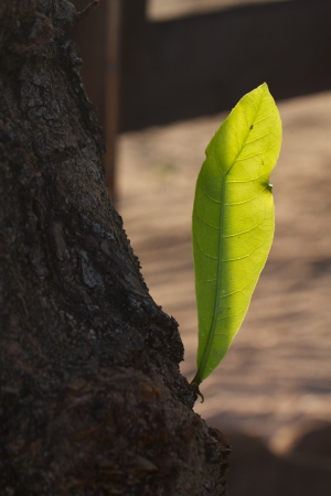 A green leaf on the treeの写真素材