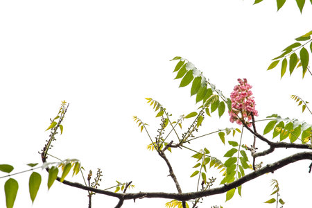 Pink flower called Bretschneidera in northern Thailand