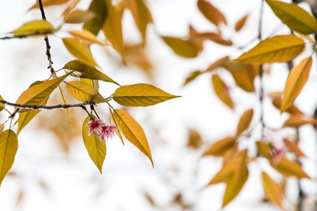 Pink himalayan cherry with yellow leavesの写真素材