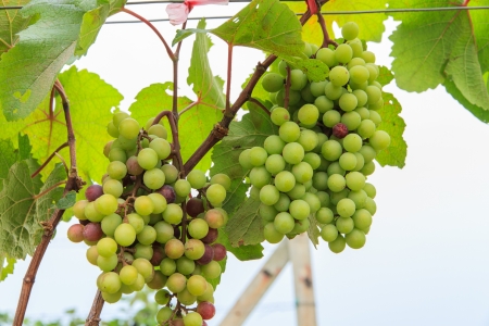 Green grape harvesting for winemakingの写真素材