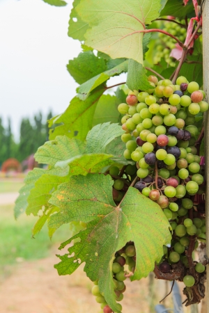 Grape harvesting in the gardenの写真素材