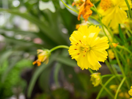 Beautiful yellow flower in the garden
