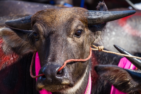 young buffalo face with clear eyesの写真素材